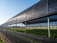 Agricultural Greenhouse Shade